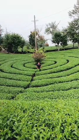 Đố mọi người biết vườn chè này ở đâu ?#capcut #hoinguoivietnamtaidailoan🇹🇼 #taiwan🇹🇼 #babytiktok #xuhuongtiktok #hottrend #nguoivietnamtaidailoan 