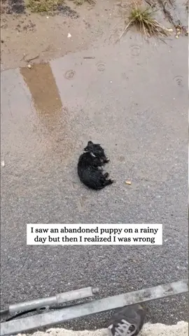 Rescue a poor puppy, but later I realized that I wrong and then #rescue #animals #fyp #dog #dogs #puppy #dogsoftiktok 