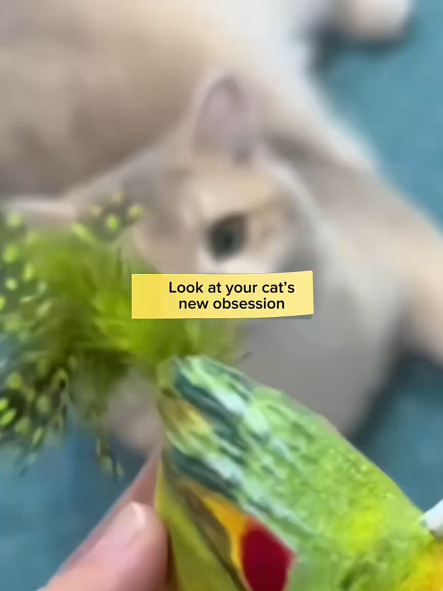 Your cat’s new obsession! 🐾 This singing bird toy has my kitty going wild—jumping, pouncing, and chirping along . The feathery tails and realistic sounds make it feel like a real hunt. Perfect for solo play or bonding time—your furbaby will thank you!#CatToyCraze #BirdToyFun #PetPlaytime#InteractivePetToy #DailyCatJoy#SolveBoredom #CatHuntingInstinct #ToyGameChanger