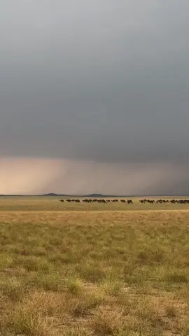 #صالح_آل_مانعة #خبت #حبوه #حصاه_حبوه #الوسقه_غميقة_الشاقة_الليث 