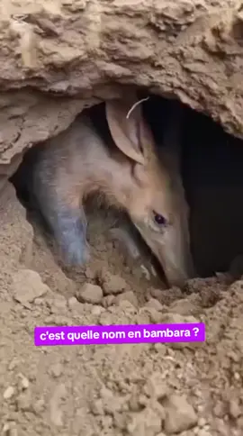 timba Animaux #alhamdoulilaye🙏🤲✅❤❤ #tiktoklive #visibilité #1000000vues #timba Animaux@ANIMAUX SAUVAGE🖤🛖 