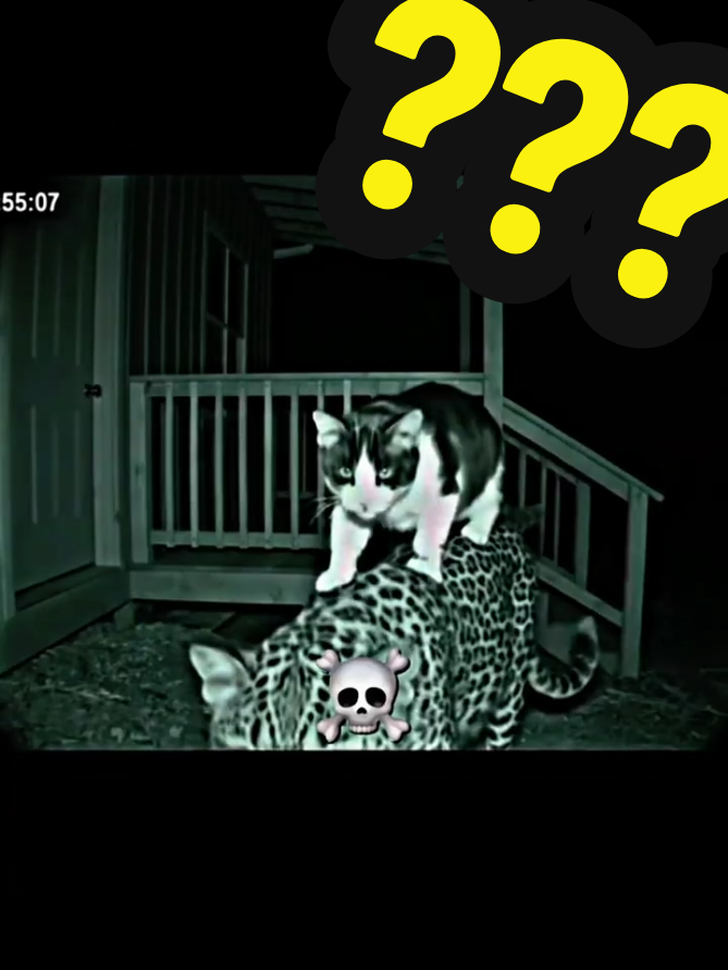 Other cats With Tiger vs this One #viral #amazing #usa #tranding #short #edit #troll #trollface 