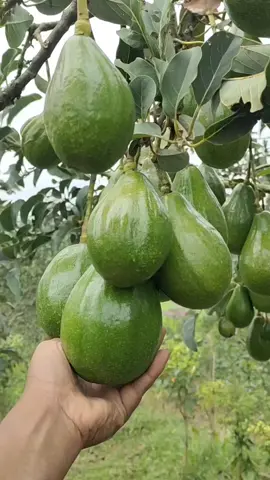 pohon alpukat alogator berbuah gak kira kira ... #petanimuda #buahbuahan #kebun 