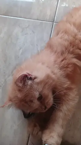 bubu 