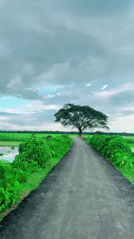 অপরূপ সৌন্দর্যে ঘেরা আমাদের গ্রাম বাংলা — সবুজ মাঠ, নীল আকাশ আর পাখির কূজনে ভরা এক শান্তির আবাস। #NatureOfBangladesh #VillageBeauty #GreenBangla #PeacefulVillage #BanglarShanti