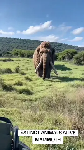 Extinct animals alive - Mammoth #creatorsearchinsights  #ai #aiart #explore #fyp #explorepage #insane #dark #fusion #animalfusion #mammoth #smilodon #extinct #hybrid #for #foryou #foryoupage  #الشعب_الصيني_ماله_حل😂😂 