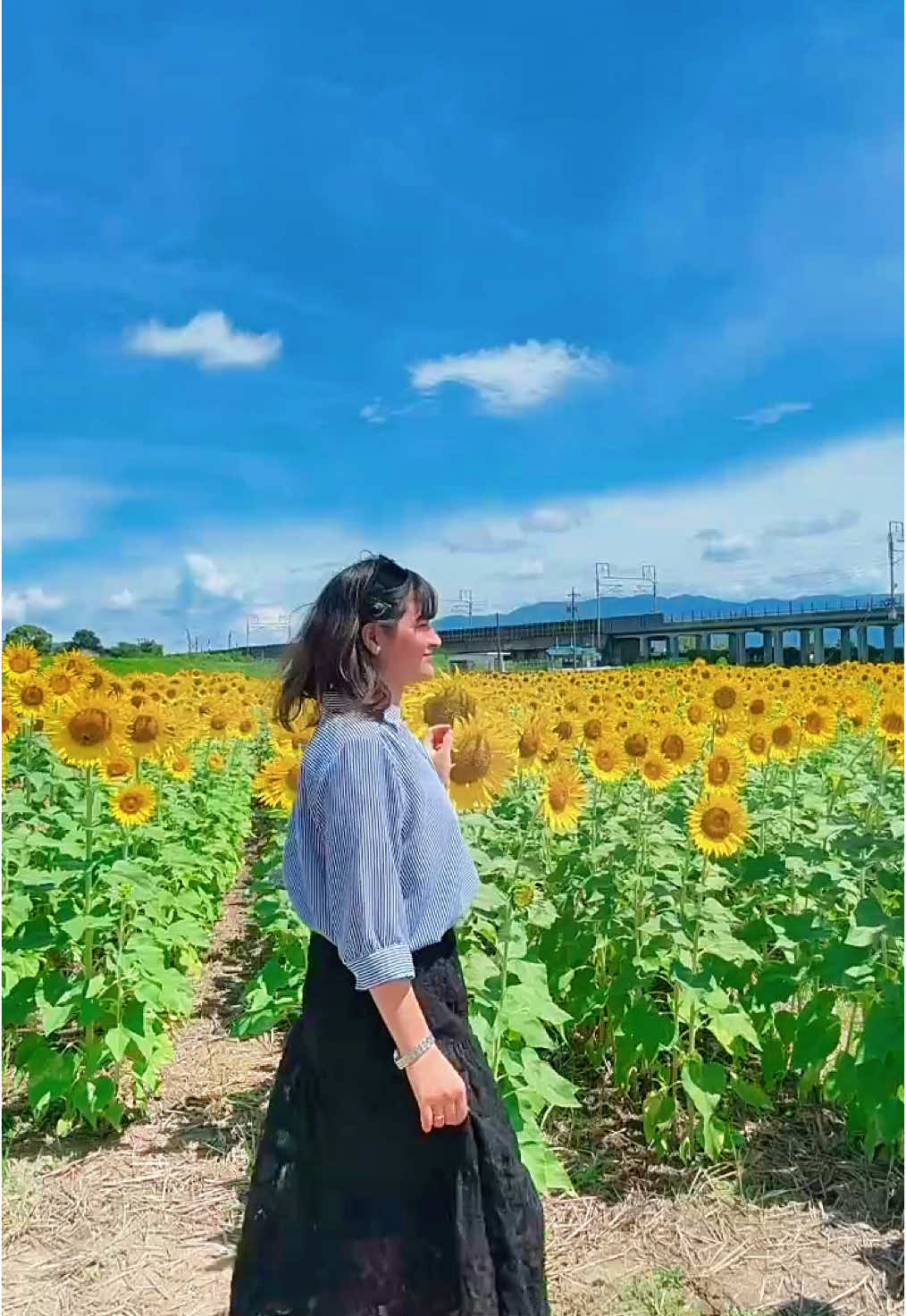 အခါ20လောက်လေ့ကျင့်ပြီးမှရလာသောresult🤭@Ahtserhss🕉🥀 #🌻 #sunflower #ひまわり 
