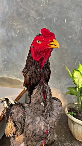 Graystone line #graystoneline #sasanangapakpurwokerto #pakhoylockbrakot #pakhoyindonesia #maneedaeng #ayambangkokindinesia #ayamphanat #bkselatan 