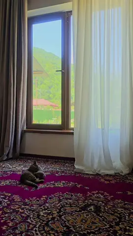 “თაფლს რომ მალავდი, ვერც გაიგებდი ალბათ ყვავილო, ფუტკარს რომ სულში არ ჩაეხედა.”🕊
