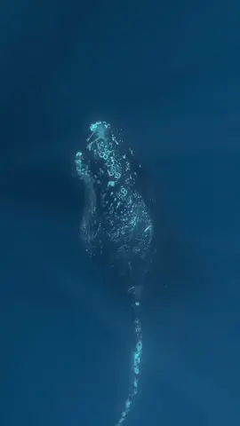 Ethical underwater encounters do not happen according to our schedules.  🐋🌊 #amazingocean 