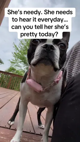 Have you noticed? #bostonterrier #boston #pet #PetsOfTikTok #pet #dogs #dog #dogsoftiktok 