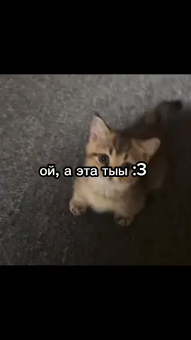 #счастье #котик #люблю #тренд #популярное #вреках #щп 