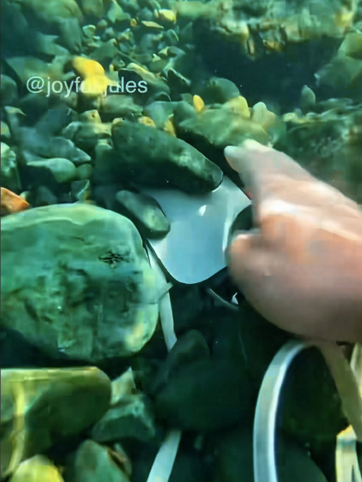 #scubadiving #satifyingvideo #asmrtingless #asmrsounds #asmrtiktoks #satisfying #satisfy#asmr