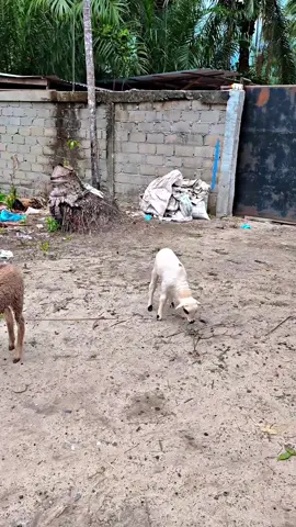 🤘#peternakmudaindonesia 
