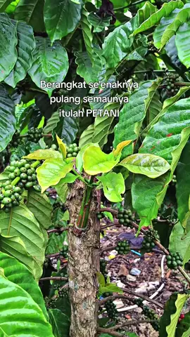 💪#sobattani #petaniko  pimilenial#fypシ゚ #fyp 