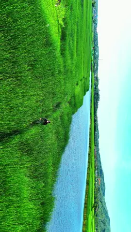 Lạc vào cánh đồng cói bất tận ở Phú Yên #travel #flycam #dronevideo #chillvibes #phuyen 