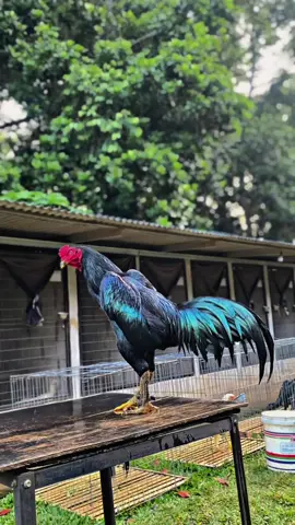 Ayam Larkumbang, jenis apa kira-kira? 🔥 #ayam #larkumbang #larkumbangtembus #ayamhitam #ganoi #pakhoy #mangon #ayambangkoksuper #ayambangkok #ayamshamo #aseellovers #hewan 