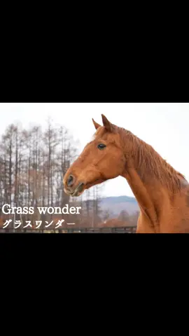 Grass Wonder, One of the last remaining member of Team Rigil that is still alive to this day, has unfortunately passed away today (August 8, 2025) at the age of 30 Grass Wonder's passing was announced on Friday (8 August) by Big Red Farm, the Japanese stable that housed him and many other retired racehorses. Grass Wonder was Unbeaten from debut and won the Asahi Cup in record time. The era of a racehorse left an illustrious mark including winning three consecutive Grand Prix races. They also send out several G1 horses as sire. For example, Maurice and his successor horse have appeared from the birth screen heroes. Yesterday evening, he became sick and today evening, he breathed his last. Diagnosed with multi-organ failure due to loss of strength associated with older age. Rest in peace Grass Wonder. #umamusumeprettyderby #uma #umamusume #grasswonder #foryou #horse 