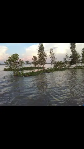 nước ngập bờ đê,, mùa nước nổi ♥️