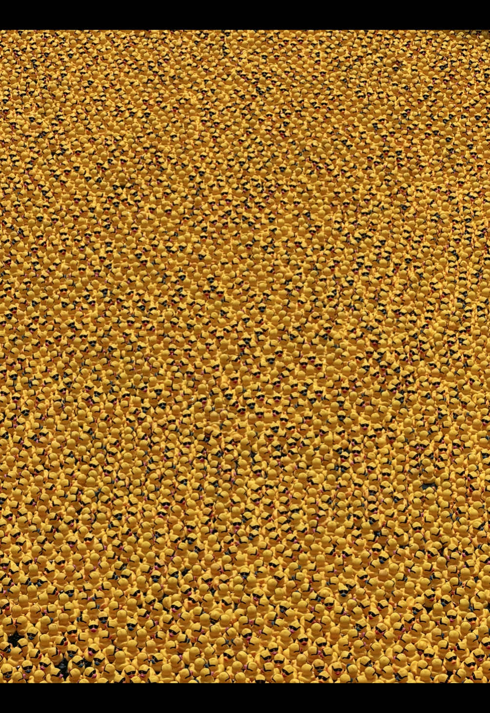 🐤🐤🐤 #chicago #duck #duckderby 