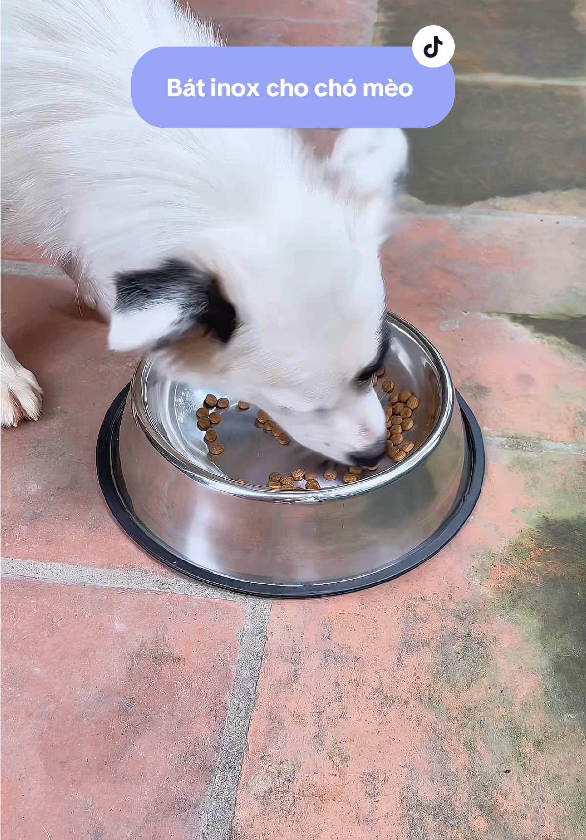 Bát ăn inox cho chó mèo #taphoanhacomkem #batchochomeo #batanchomeo #batinox #thucung #mèo #chó 