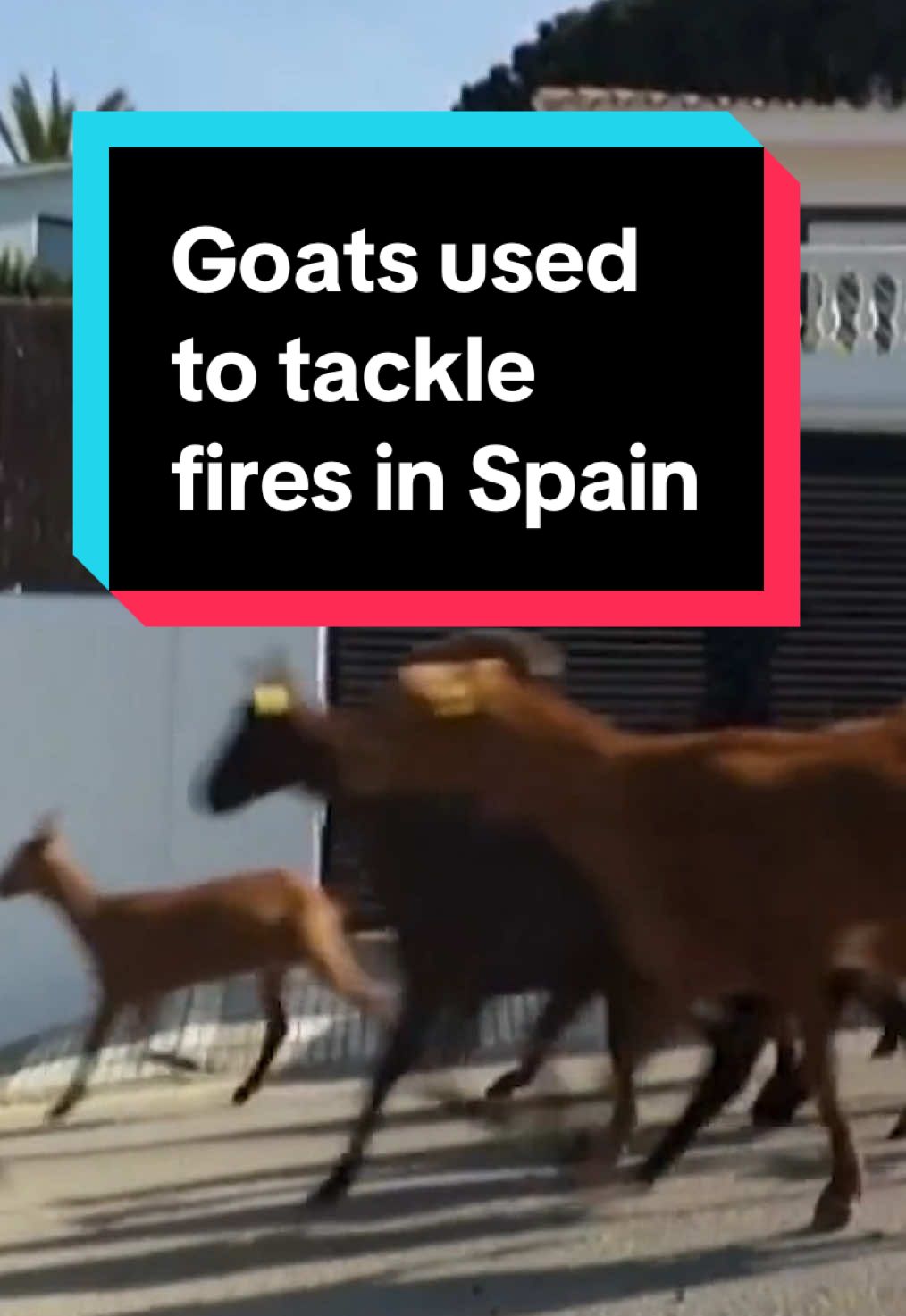 Hundreds of goats have been deployed in Spain's Catalonia region to help tackle forest fires. The pilot scheme in the city of Mataro - part funded by the EU - involves taking the goats to graze on flammable undergrowth like thistles and brush - creating natural firebreaks. Local politicians say the project has been so successful it is now 