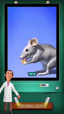 Tikus-Tikus Ini Kehilangan Takut pada Kucing—Dan Alasan di Baliknya sangat menyedihkan !  😱#faktaunik #funfact #Amazing #cat #mouse #tomandjerry #zackdfilms #wow #reel #education  #facebook #fbreels  #viral #faktamenarik #fyp@