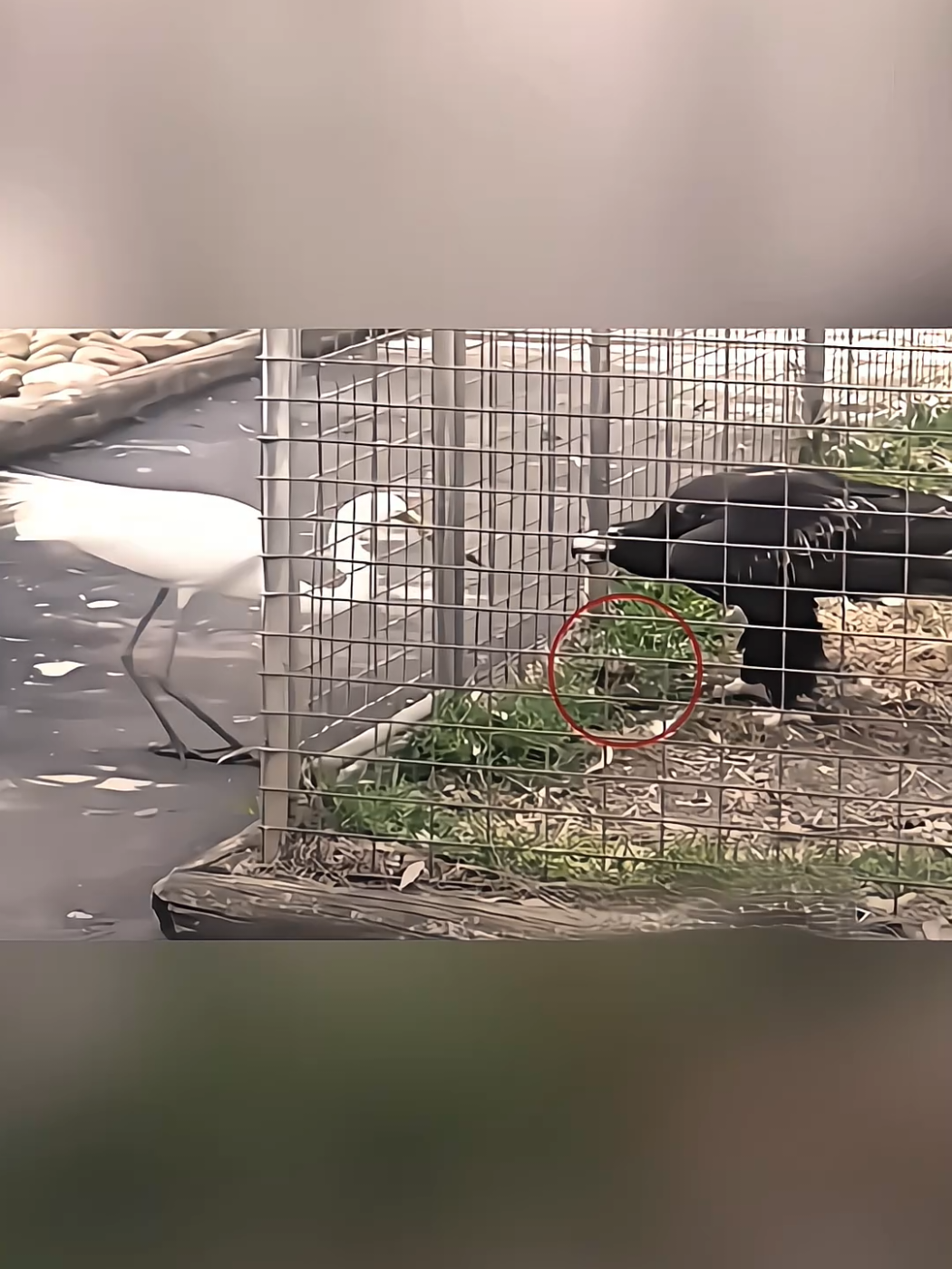 Elang Yang Cerdik 😲👏 #fyp #foryou #elang #eagle #smart #bird #bangau #stork #eaglevsstork #jj #alightmotion #alightmotion_edit #foryoupage 