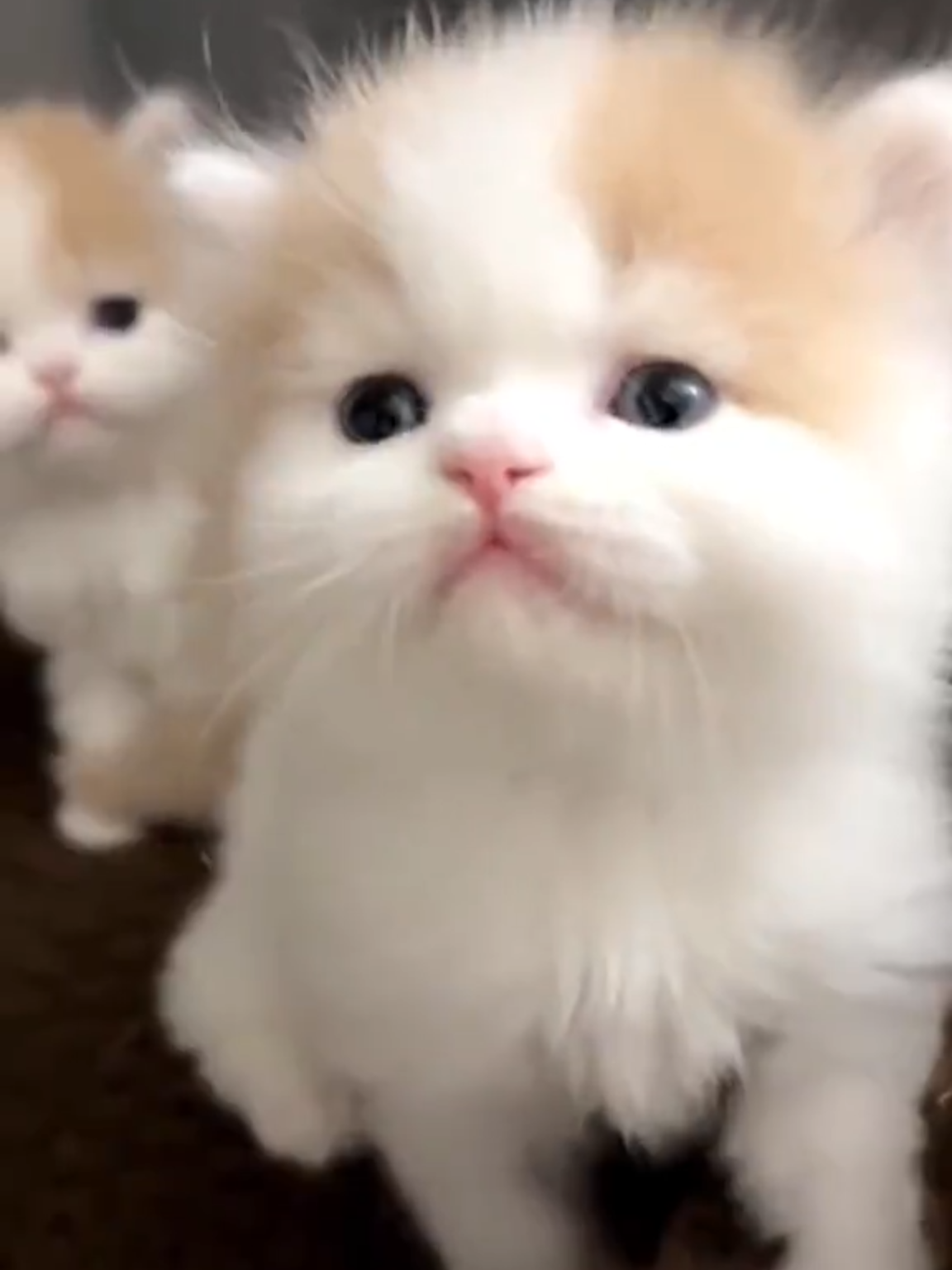 #cat #kitty #kittycat #fyp