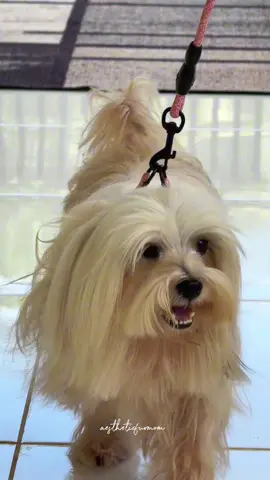 PET LEASH🫶 #petleash #leash #dogleash #dogharness 