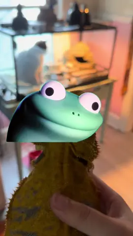 What my cat is thinking when it’s time to clean Pickles’ tank out  #Lizard #Meme #MemeCut 