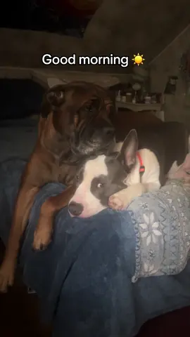 Good morning ☀️ from Kora & Aska #canecorso #staffypuppy #morning #song #Love 