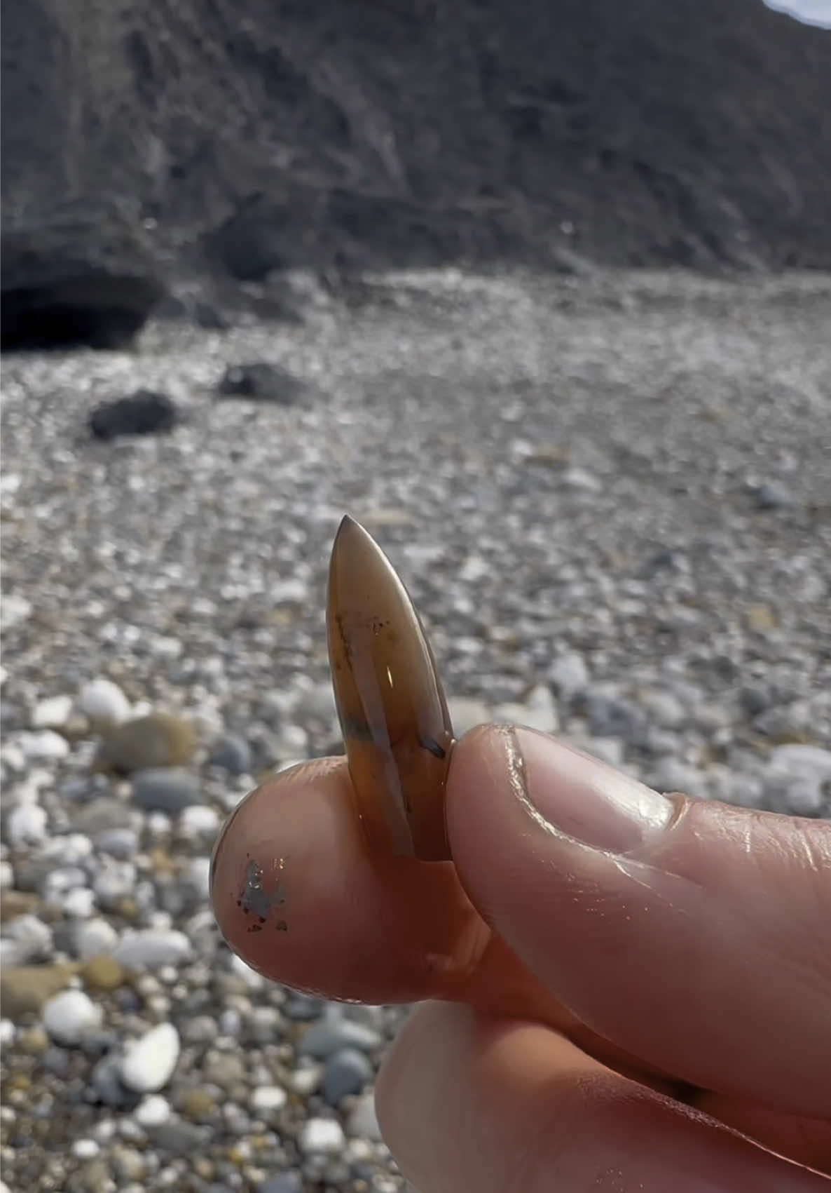 Here is an ammonite rock that we found in a fresh shale slab amongst the boulders and opened up with our hammer 🏝🌊 We also found a stunning belemnite from the Cretaceous Period, Roughly 100 Million Years Old 😍🦑🏝 Thanks for supporting our page! 🐊 #natural #nature #fossil #fossils #ancient #animals #art #ammonite #ammonites #dinosaur #scientist  #minerals #paleontology #whitby #geologist #dorset #geology #charmouth #jurassic #yorkshire #fyp