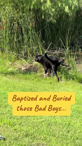 ‘Bout time GUS #GUS #creatorsearchinsights #dogtok 