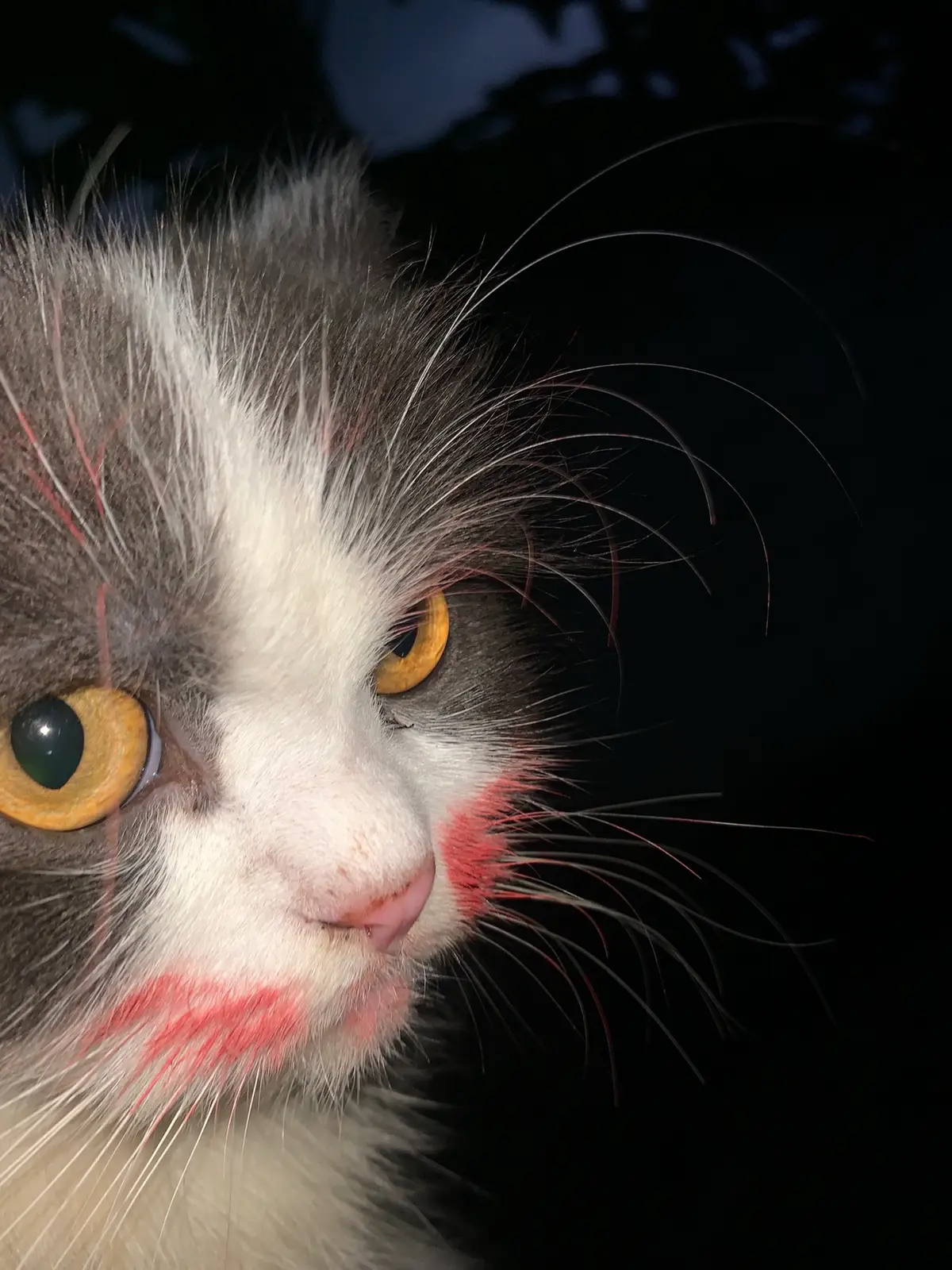 udah cantik eh jadi berantakan kebawa angin pas naik gojek #fyp #foryou #cats 