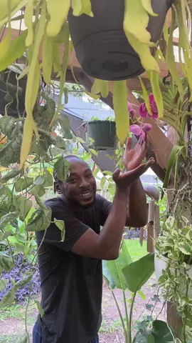 Check out my newest bloom! #orchid #checkthisout #fypシ゚viral 