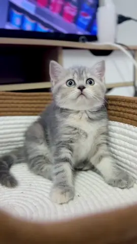 ก็ให้ถ่ายจักหน่อยแหน่น้อ😝 #แมวสก็อตติชโฟลด์ #สก็อตติชโฟลด์หูตั้ง #แมวสีเทา
