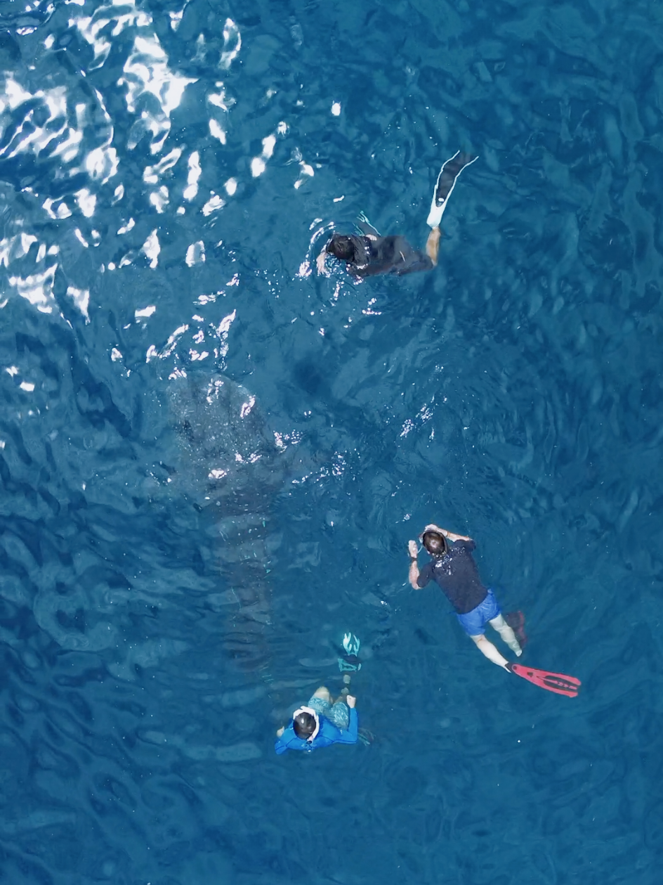 Hanya Ucapan terima kasih.. #gorontalofyp #gorontalopunya #fyp #manado #gorontalo #whalesharkgorontalo #whalesharkbotubarani #hiupausgorontalo #hiupausbotubarani #gorontalotiktok 