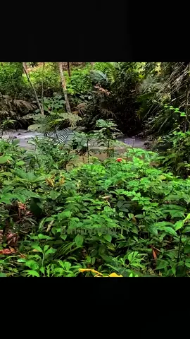 Build a house in the forest solo#bushcraft #camping #Outdoors #build #survival #viral 