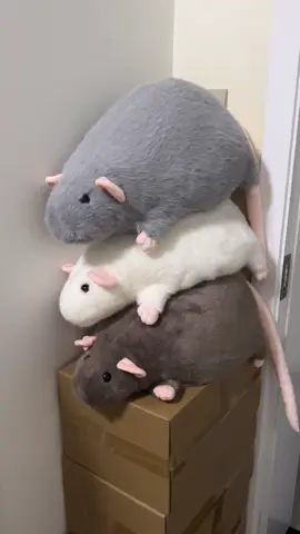 Con chuột khổng lồ đáng yêu😘#gấubông #gấubôngcute #chuột #gấubôngchuột#dễthương 