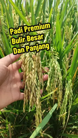 Padi Sibulir Panjang dan Besar  #padibulirpanjangdanbesar #padibobotsuper #paditahanroboh  #padibaru #benihpadibaru #viral  #tahun2025  #fypシ゚ 
