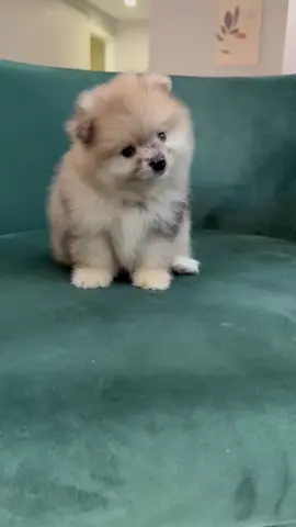 #puppy #pomeranian #viralvideo #dachshund #creatorsearchinsights 