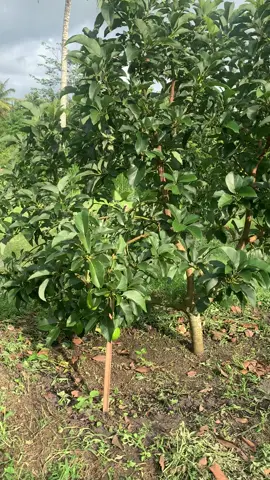 Saya tetap mendukungmu🫡 buktikan apa yang engkau bicarakan pak,agar petani Indonesia Maju dan Sejahtera #petanimudaindonesia🇮🇩 #petanialpukat #menujuindonesiaemas 