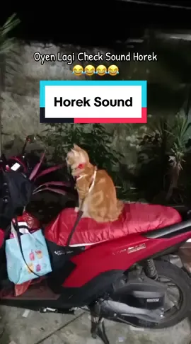 Test Sound Cing .. @gemoy_ucis23 #horek #soundviral #kucinglucu #kucinggemoy #viral 