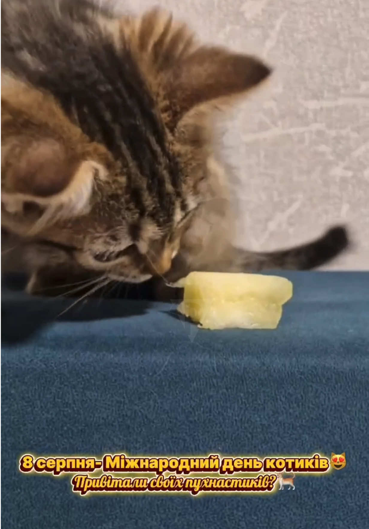 8 серпня- Міжнародний день котиків😍🥰 #рекомендації #кривийріг #рудана 