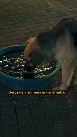 🎬 Hayatın sana anlattıkları ile gerçekte olanlar arasında büyük bir fark var. 🌌 Cesaret et, uyan ve kendi hikâyeni yaz. Gerçeklik… Tanımlanması kolay gibi görünür. Ama senin için gerçek, duyularının beynine taşıdığı sinyallerden ibarettir. Dokunduğun şeyler, gördüğün manzaralar, duyduğun sesler… Hepsi zihninin içindeki bir yorumdan başka bir şey değil. Dünyan, sana sunulan bir hikâye olabilir. Ve sen, o hikâyenin sadece bir karakteri. Peki ya tüm bunlar bir düzenin parçasıysa? Seni uyutmak, seni meşgul etmek ve seni olduğun yerde tutmak için tasarlanmışsa? Gerçek, çoğu zaman görmeyi istemediğimiz şeydir. Ama bilmelisin… Bir kez gerçeği gördüğünde, artık geri dönemezsin. Çünkü gözlerin bir kez açıldığında, hiçbir şey eskisi gibi görünmez. #Matrix #Gerçeklik #HayatınGerçekleri #Motivasyon #Başarı #İlham #Uyanış #Neo #Morpheus #KendiYolunuSeç #AslaPesEtme #Hayaller #GüçlüOl #Cesaret #Hayat #İrade #Özgürlük 