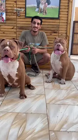 ماشاء الله حد يعرف اللي مع دنجل دي مين ؟! 