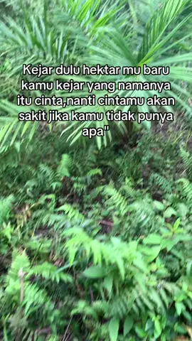 #fyp #petaniindonesia🇮🇩🇮🇩🇮🇩🌿🌿 #petanimuda🌴🌴 #perintismuda #petanisawit #anakpetani # muda berkarya tua kaya raya💸