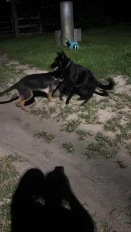 #dogpack #gsd #gsdoftiktok #dogsoftiktok 