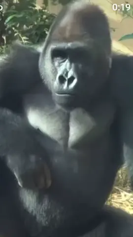 kenapa dia begitu#aslamualaikum #hiburan #fypシ゚viral 